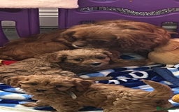 Cavapoo dogs for sale: Cavapoo puppies⭐️⭐️ health tested parents ⭐️⭐️⭐️ - Image 10