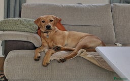 Labrador Retriever dogs for sale: Beautiful lab, dna tested 100% labrador retriever - Advert 1