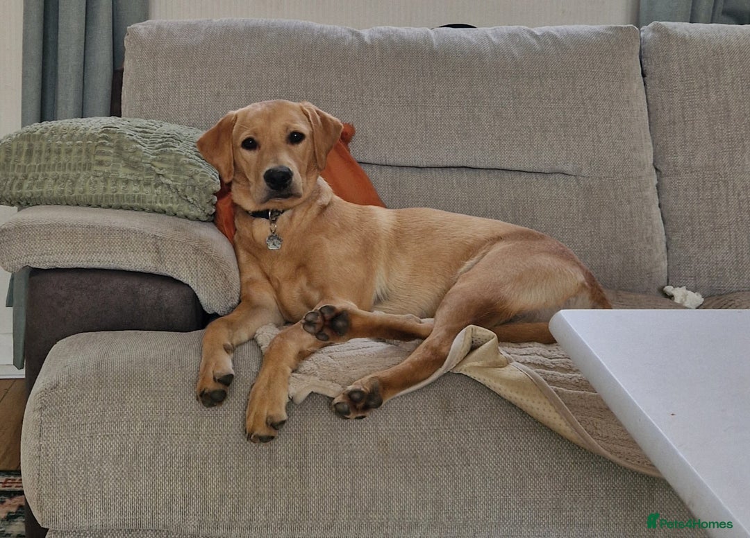 Labrador Retriever dogs for sale: Beautiful lab, dna tested 100% labrador retriever - Advert 1