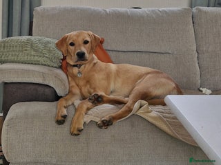 Labrador Retriever dogs Beautiful lab, dna tested 100% labrador retriever - Advert 1