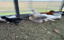 Chickens poultry for sale: Looking to Rehome 9 silkie chicks  2 months old - Image 3