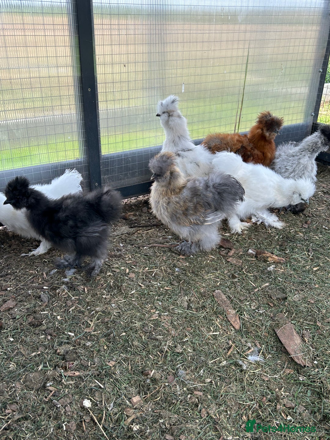 Chickens poultry for sale: Looking to Rehome 9 silkie chicks  2 months old - Image 3
