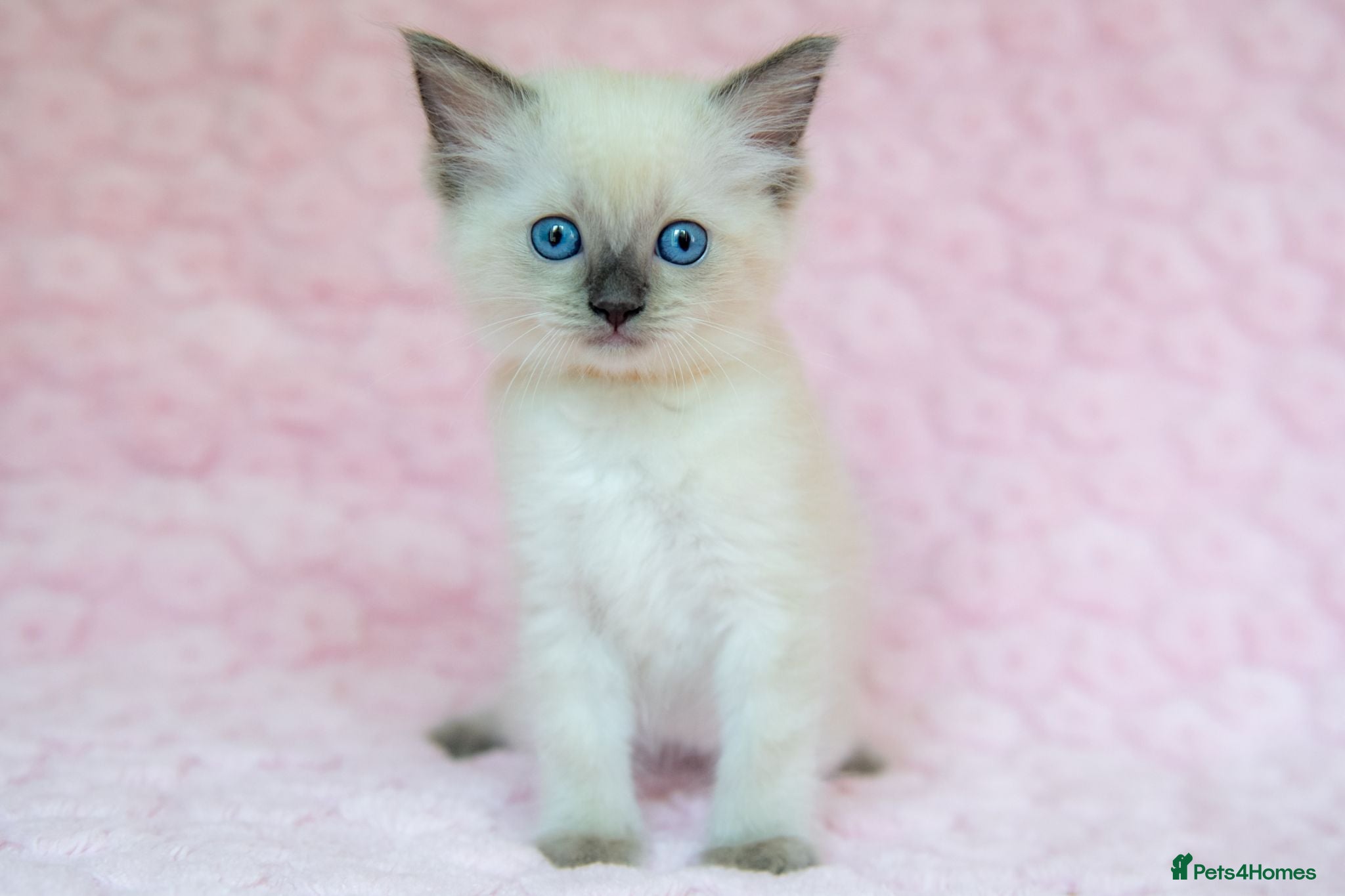 Ragdoll cats Stunning Ragdolls Ready Now. - Advert 1