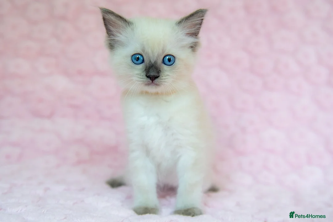 Ragdoll cats for sale: Stunning Ragdolls Ready Now. - Advert 1