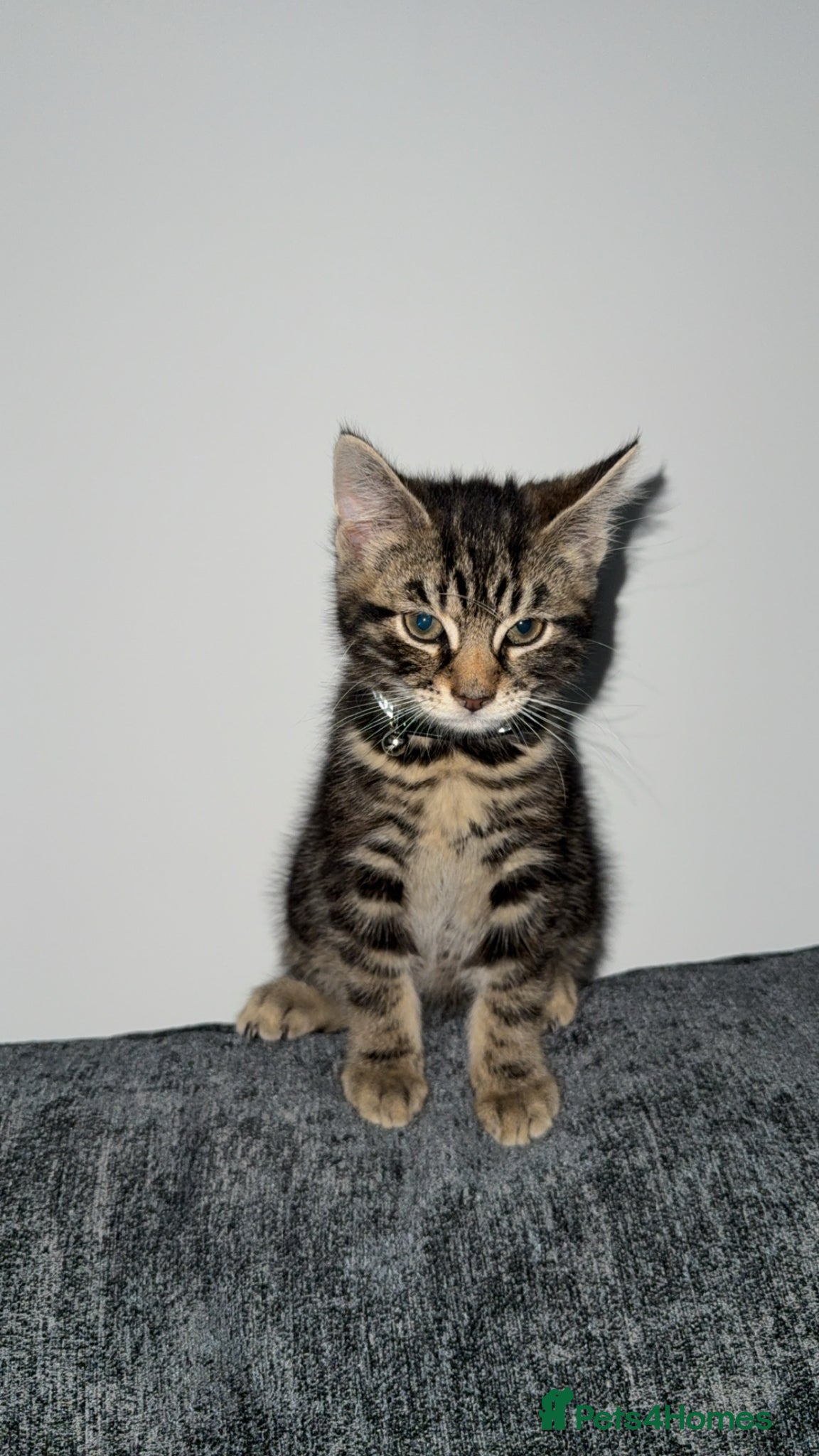 British Shorthair cats Tabby Kitten  - Advert 2