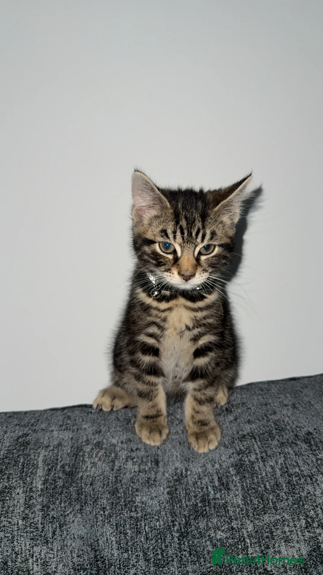 British Shorthair cats for sale: Tabby Kitten  in High Wycombe - Advert 1