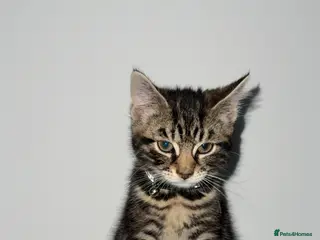 British Shorthair cats Tabby Kitten - Advert 2