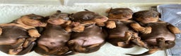 Miniature Dachshund dogs for stud: 4kg KC tiny expert STUD solid genes 100% record in Rochdale - Advert 13