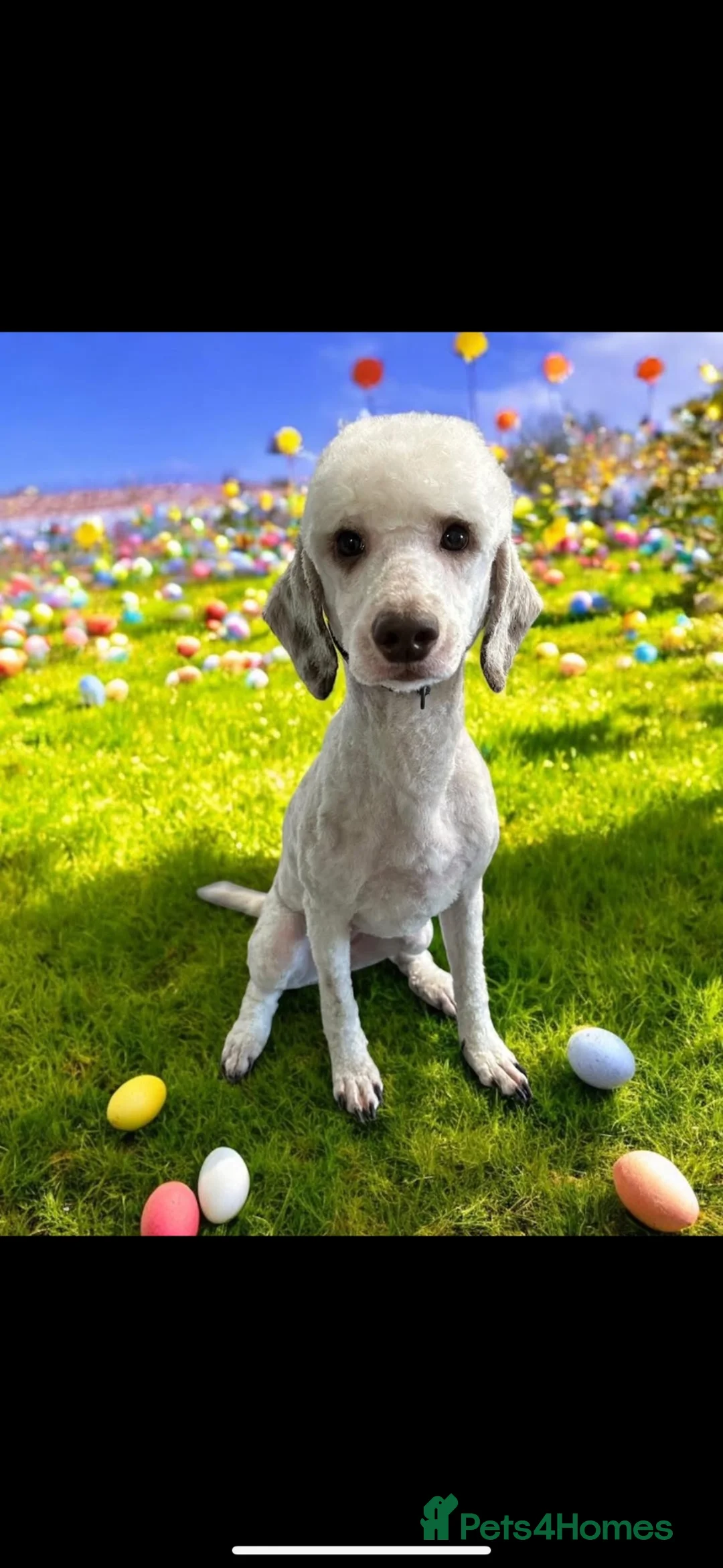 Cockapoo dogs for sale: My girl Rita  - Advert 1
