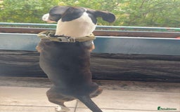 Mixed Breed dogs for sale: Lurcher x Staff - Image 2