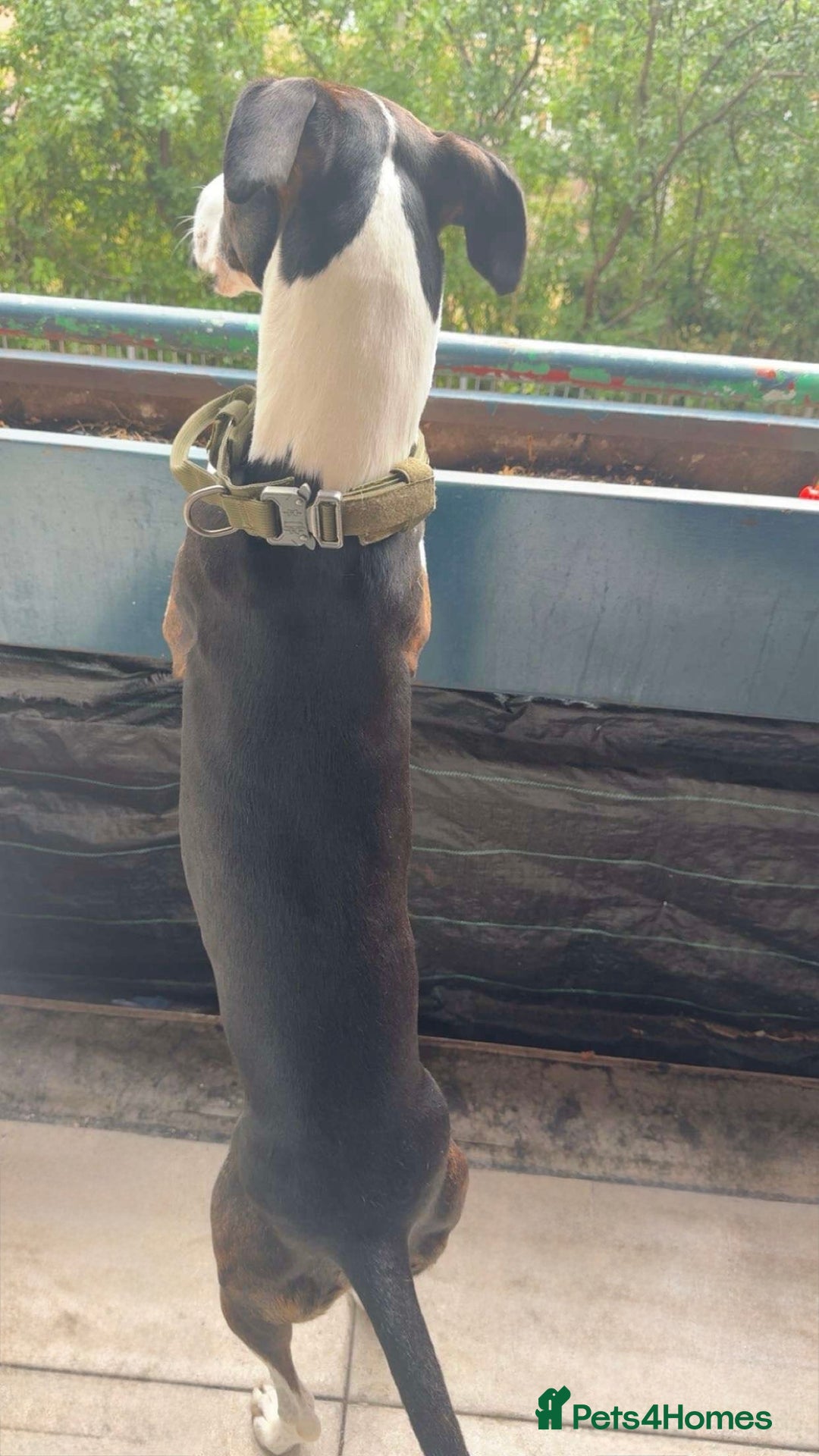 Mixed Breed dogs for sale: Lurcher x Staff - Image 2