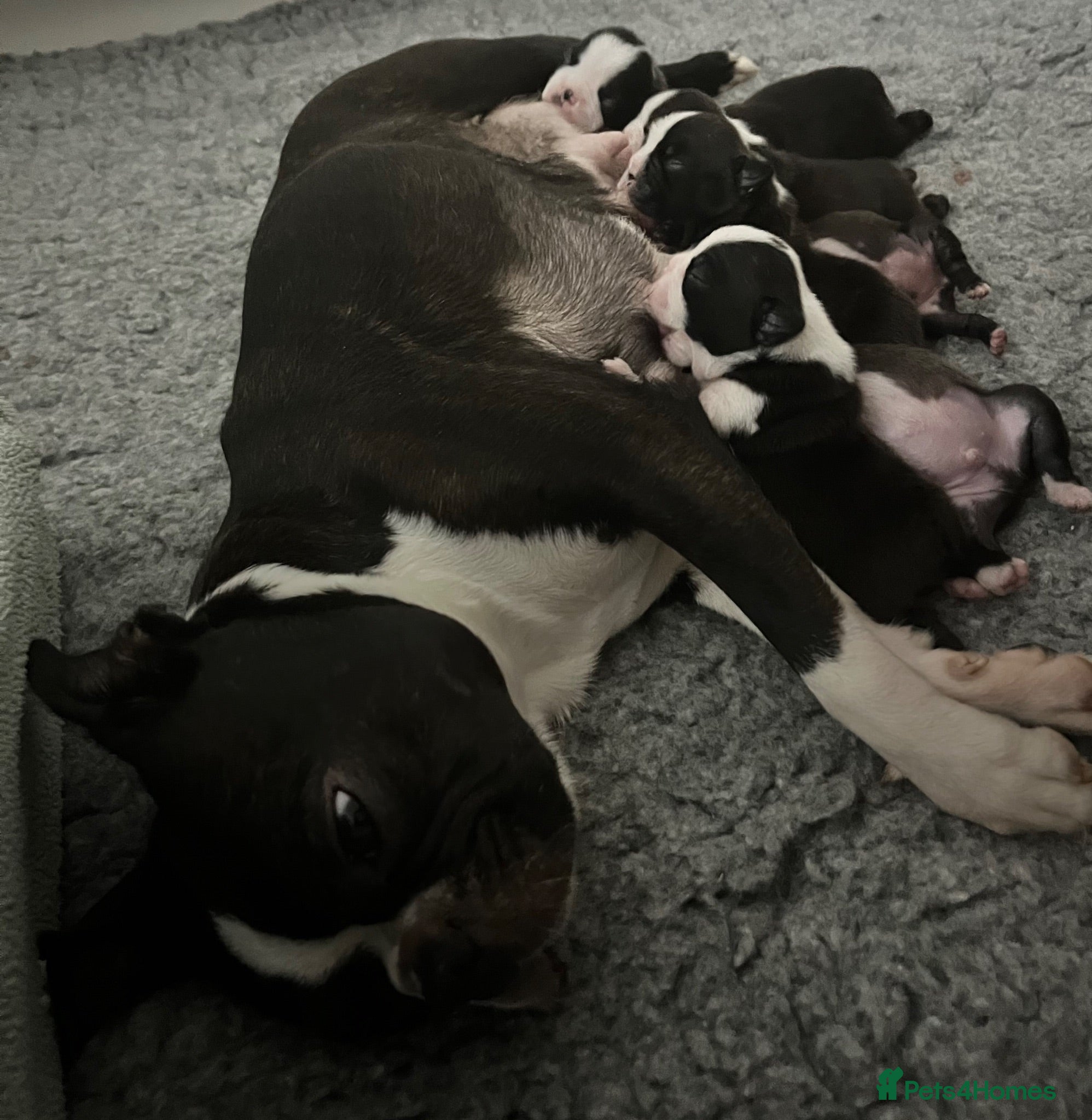 Boston Terrier dogs Bostixon KC Registered Boston Terrier Puppies - Advert 1