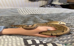 Python Snake reptiles for sale: pinstripe ball python for sale or good offers  - Image 2