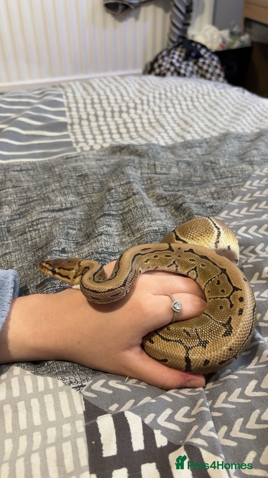 Python Snake reptiles for sale: pinstripe ball python for sale or good offers  - Image 2