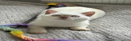British Shorthair cats for sale: British shorthair rare colors  - Advert 7