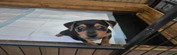 Jack Russell dogs for sale: Lovely Jack Russell Pups for Sale - Advert 1