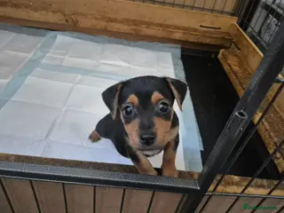 Jack Russell dogs Lovely Jack Russell Pups for Sale - Advert 6