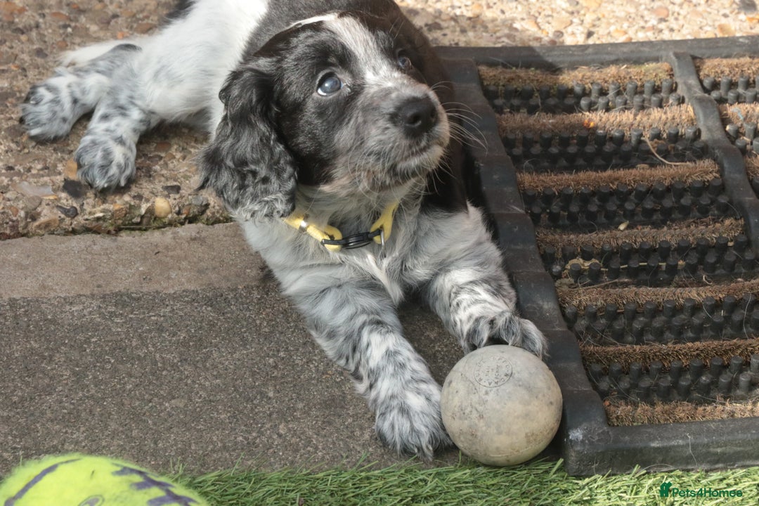 Mixed Breed dogs for sale: Merle Sprollies/Cotralian - Image 23