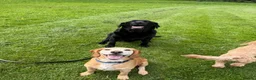 Bocker dogs for sale: Bocker male 7 years old  - Advert 8