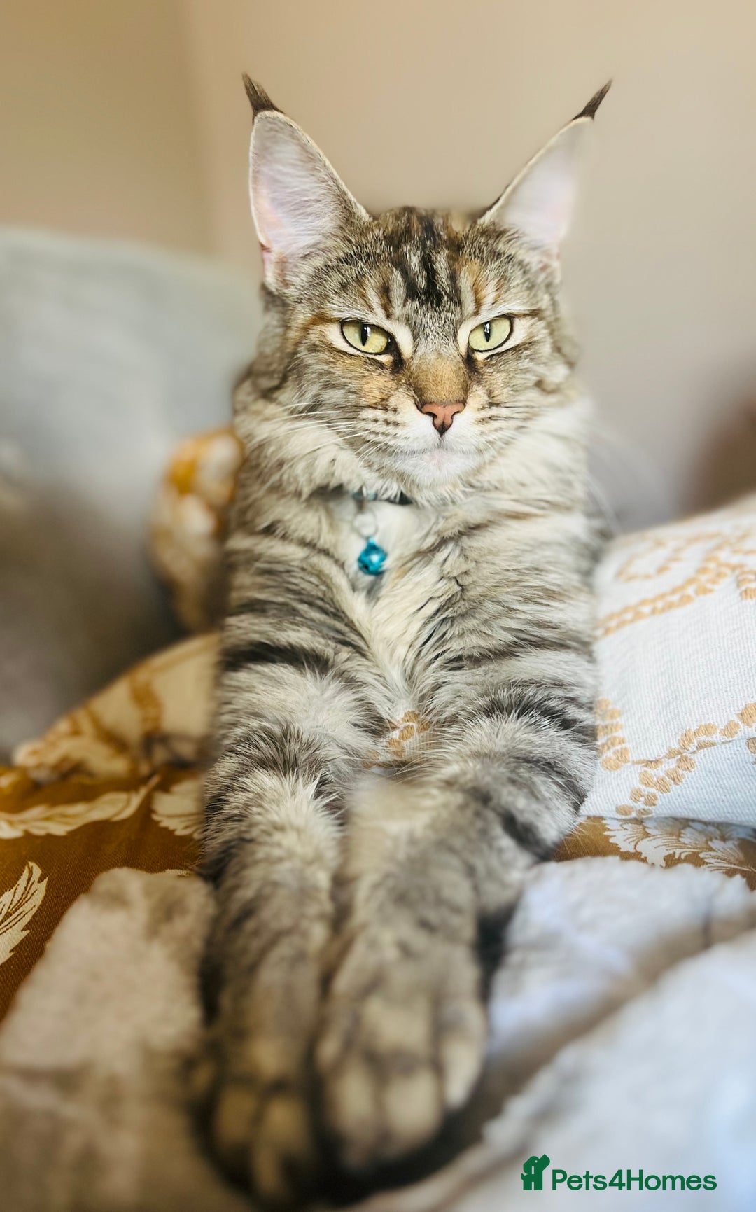 Maine Coon cats for sale: Stunning Maine Coon cross kittens - Advert 8