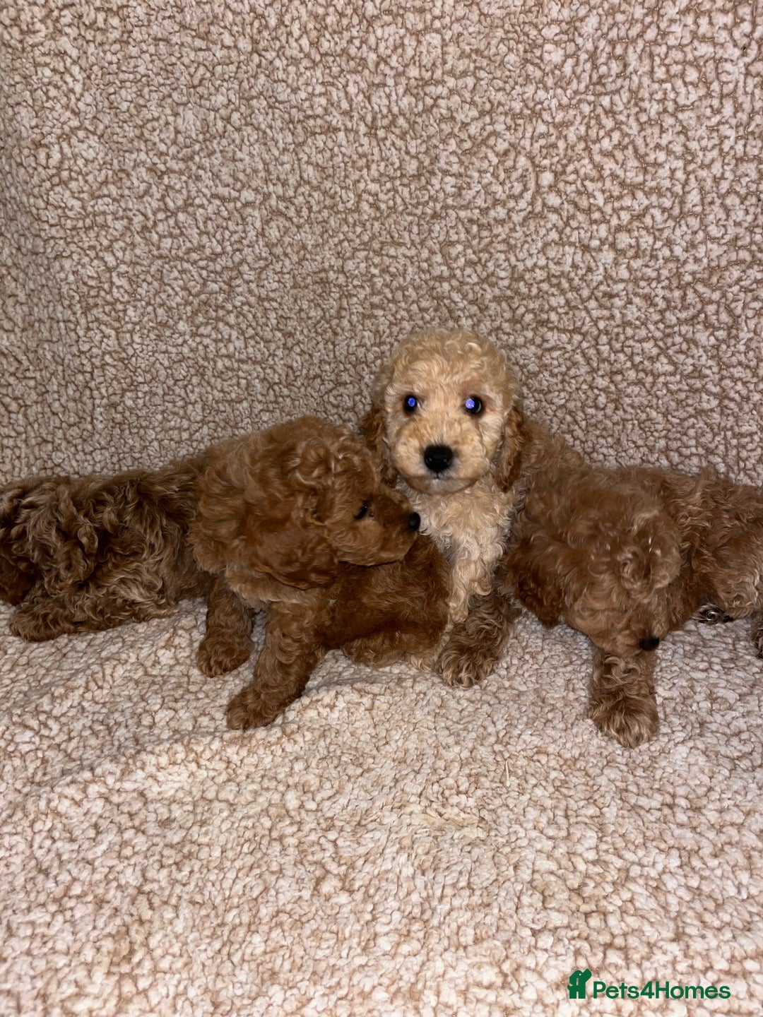 Cavapoochon dogs for sale: Beautiful cavapoochon baby’s  - Advert 13