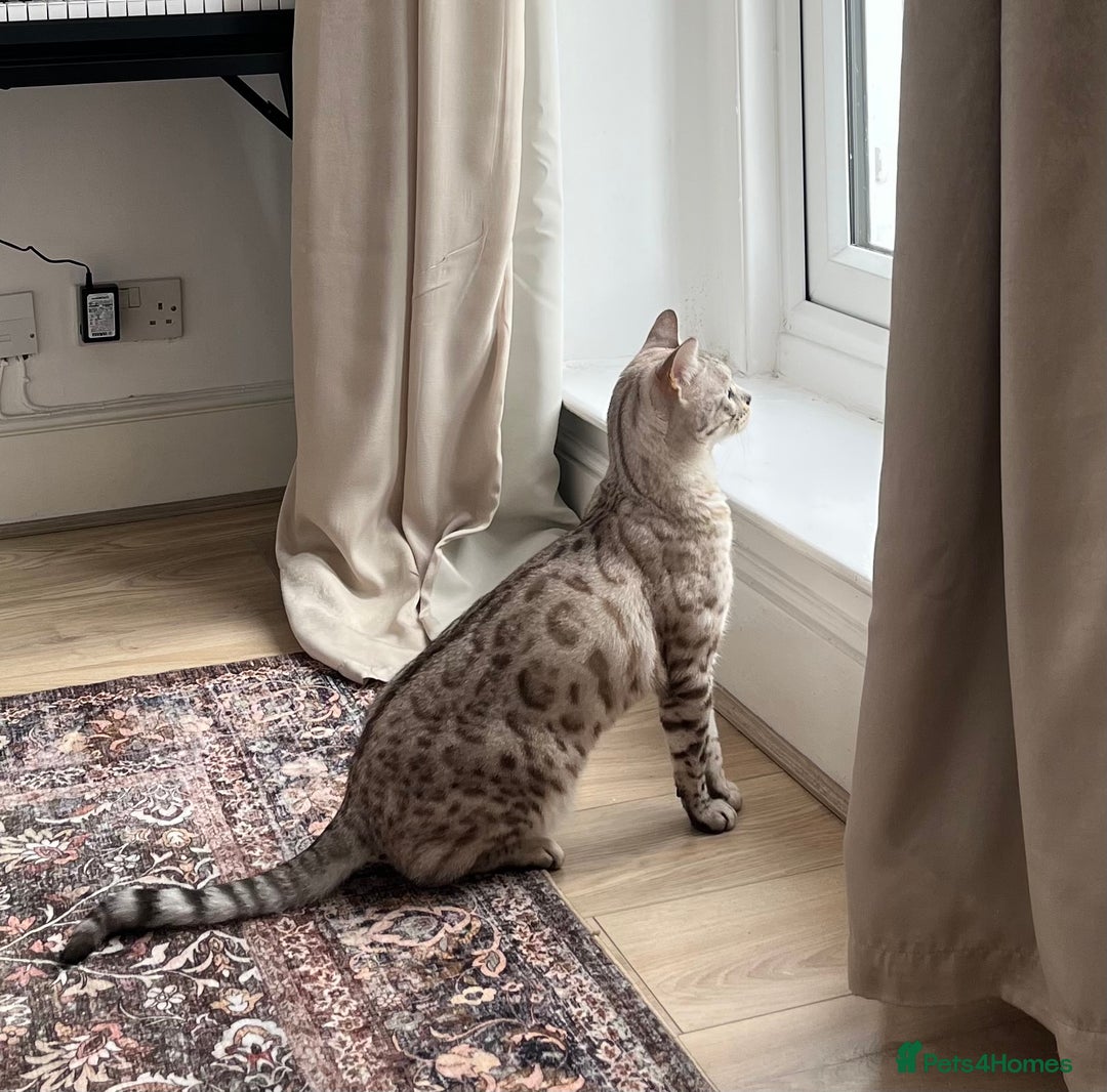 Bengal cats for sale: Beautiful Bengal Boy - Advert 5