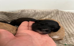 Cavapoo dogs for sale: F1 cavapoo puppies heath tested  - Image 29