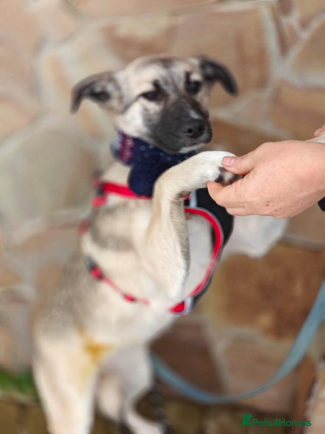 Mixed Breed dogs for adoption: ❤️TILLY -gentle, and affectionate pup❤️ - Advert 14