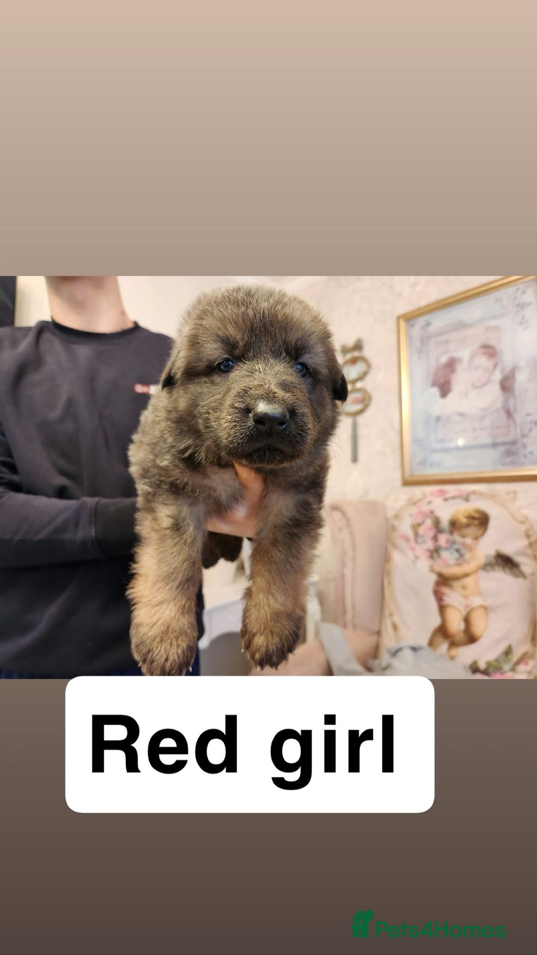 German Shepherd dogs for sale: Medium haired German shepherd pups  - Advert 15