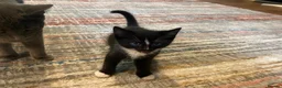 Mixed Breed cats for sale: 6 Adorable Kittens - Advert 11