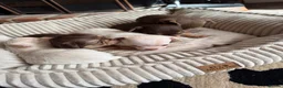 Chihuahua dogs for sale: Oh hey! We are new here! Beautiful Chihuahua pups - Advert 6