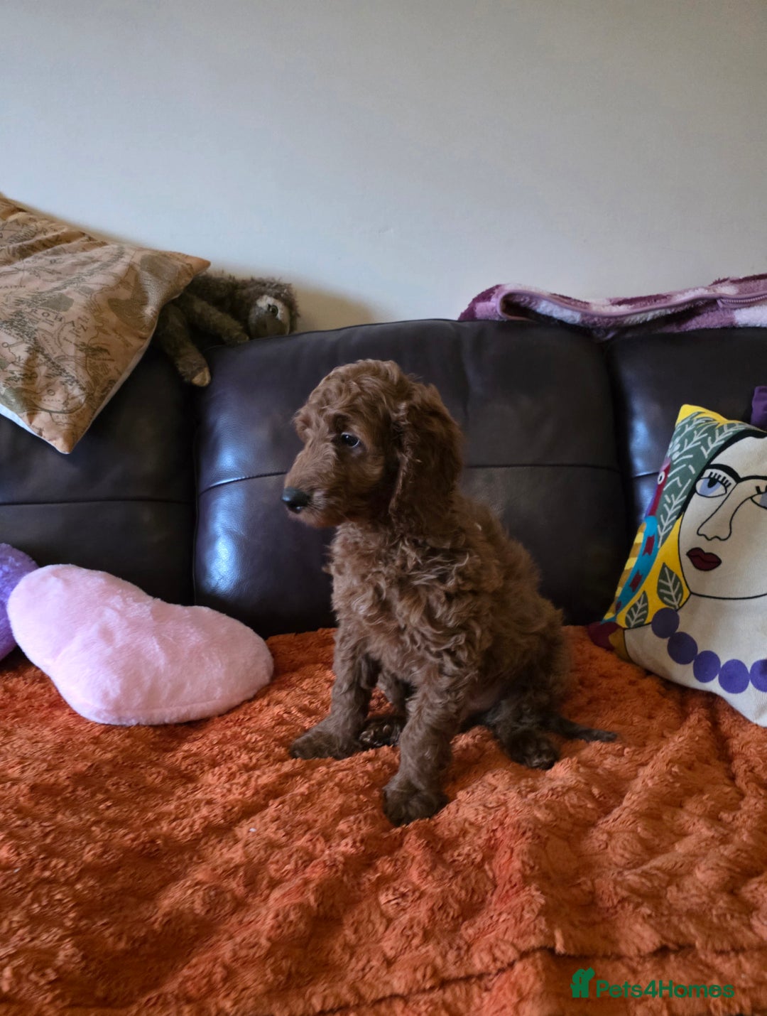 Goldendoodle dogs for sale: 👑Superb Rare Toy/Mini Deepest Red Goldendoodles👑 - Advert 5