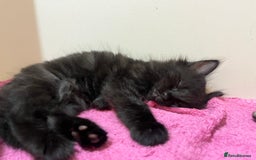 Mixed Breed cats for sale: 2 Black Fluffy Kittens (15wk old brothers) - Image 24