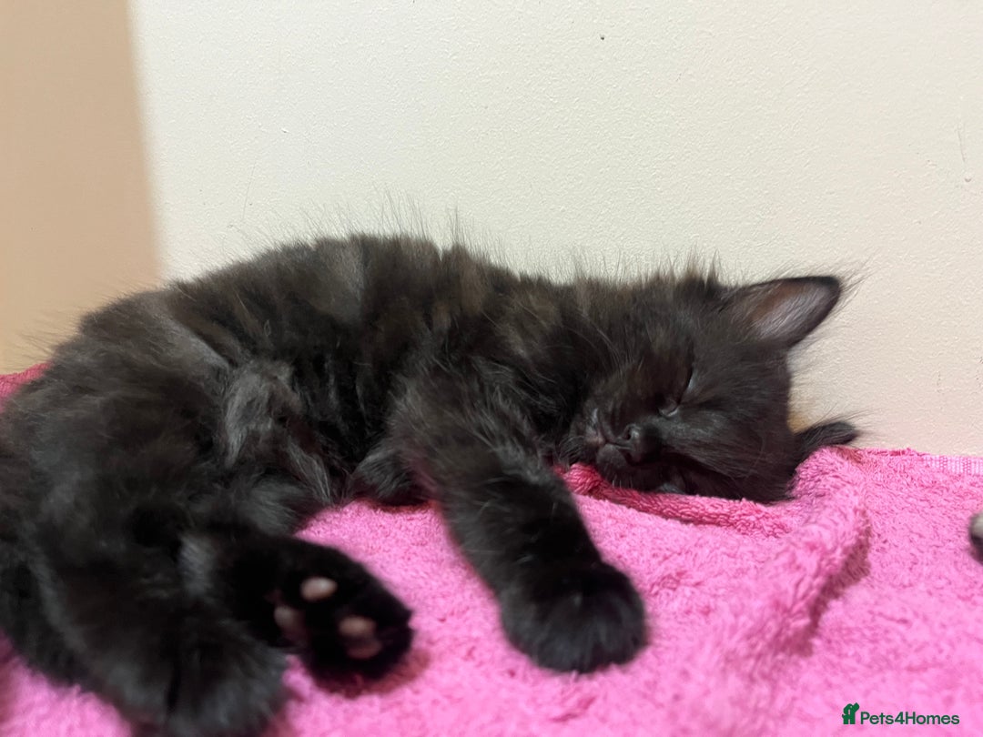 Mixed Breed cats for sale: 2 Black Fluffy Kittens (15wk old brothers) - Image 24