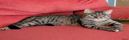 Mixed Breed cats for sale: Stunning Fluffy Tabby Kittens! - Advert 3
