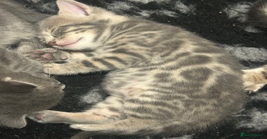 Bengal cats - Advert 2