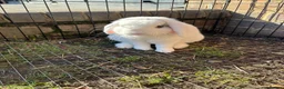 Mini Lop rabbits for sale: Mini lop buck - Advert 3