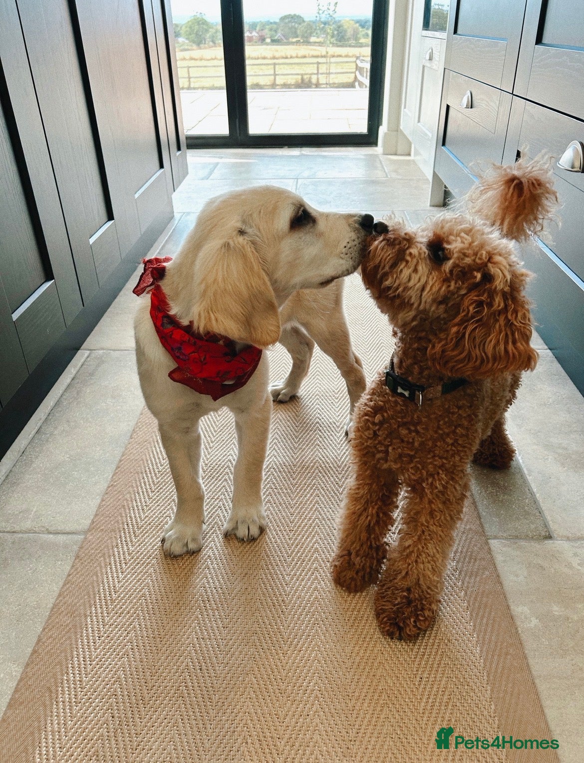 Mixed Breed dogs The most beautiful Cavapoochon Puppies - Advert 1