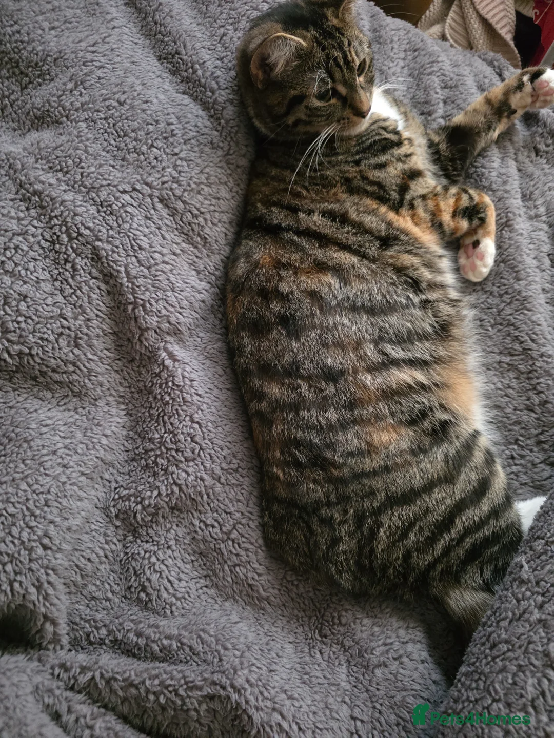 Mixed Breed cats for sale: This beautiful little girl looking for her a home  - Advert 2