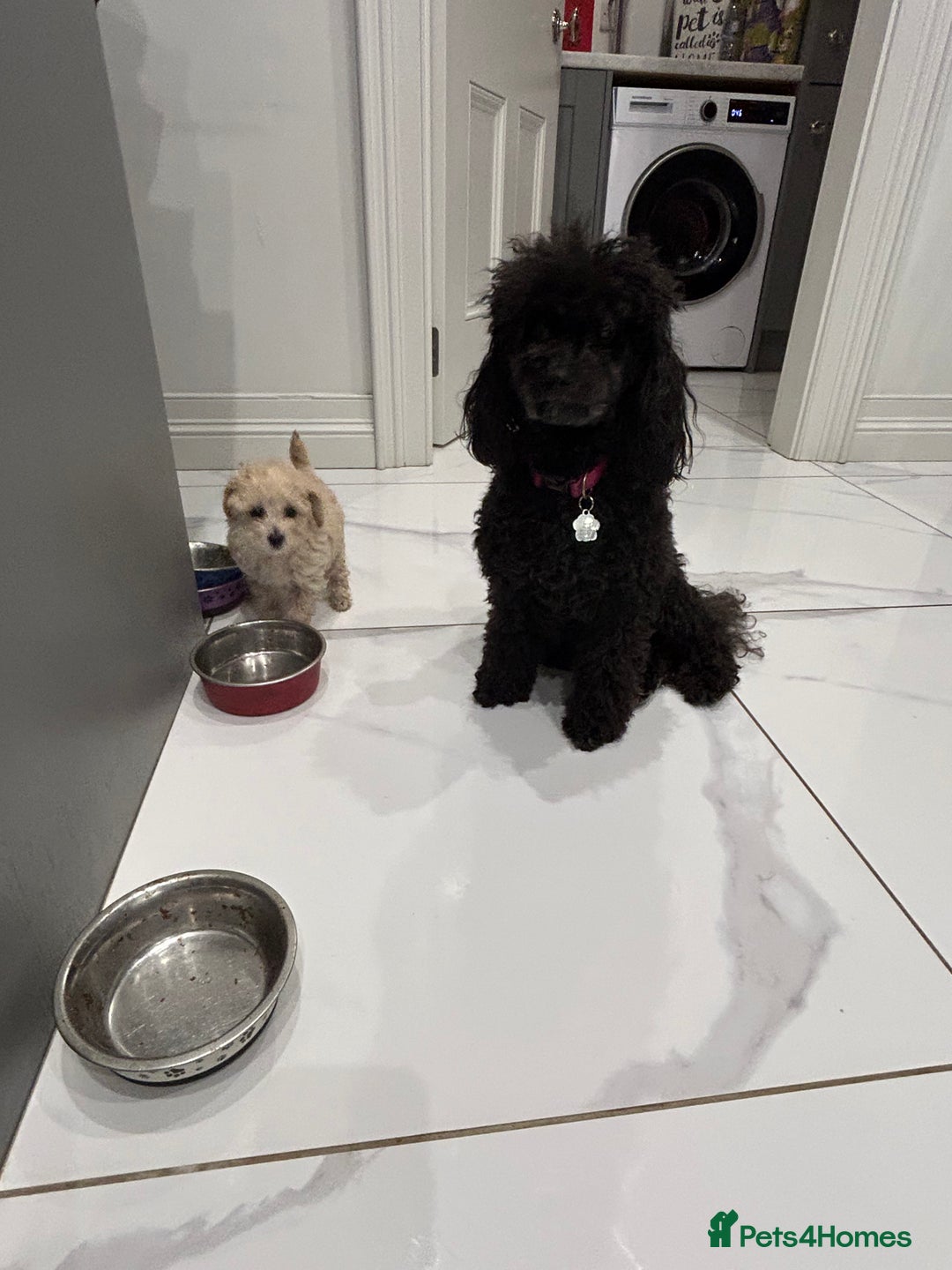 Toy Poodle dogs for sale: Stunning KC Registered Toy Poodle Pups  in Belfast - Advert 2