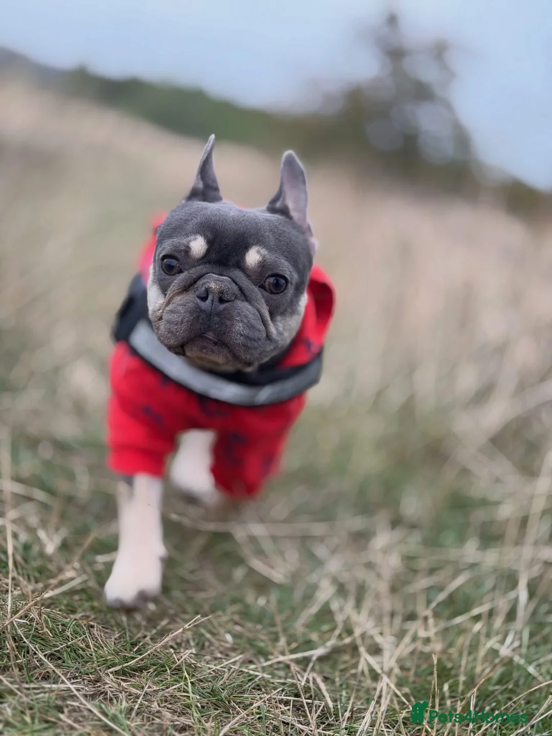French Bulldog dogs for sale: 2 French bulldogs - Advert 7