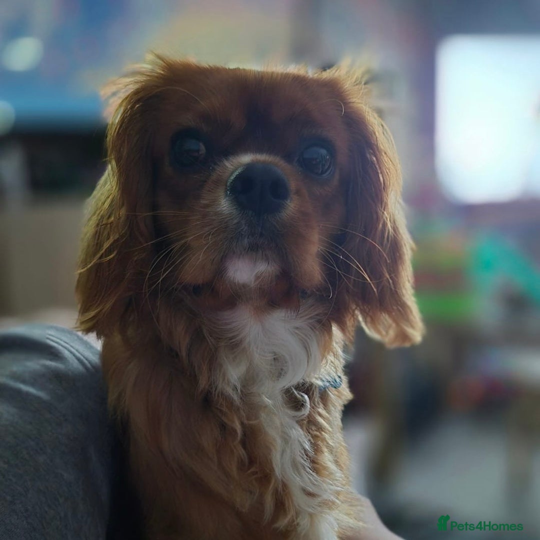 Cavalier King Charles Spaniel dogs for stud: Ruby Red Cavalier King Charles Spaniel - Image 4