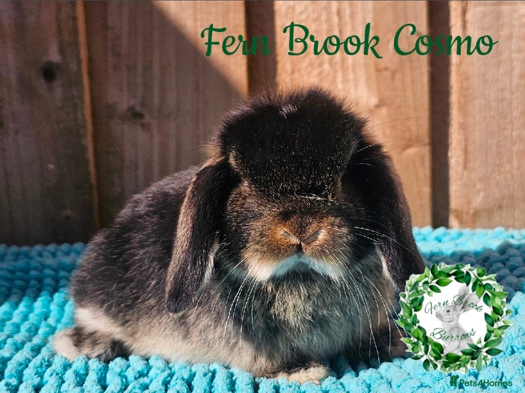 Mini Lop rabbits Vaccinated Mini Lops  - Advert 1