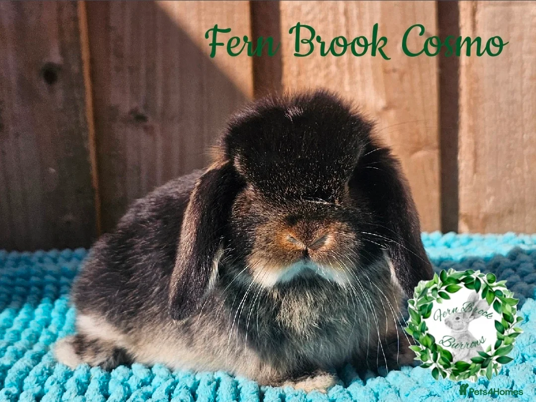 Mini Lop rabbits for sale: Vaccinated Mini Lops  - Advert 1