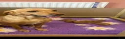 Labrador Retriever dogs for sale: 2 beautiful kc labrador boys  - Advert 22