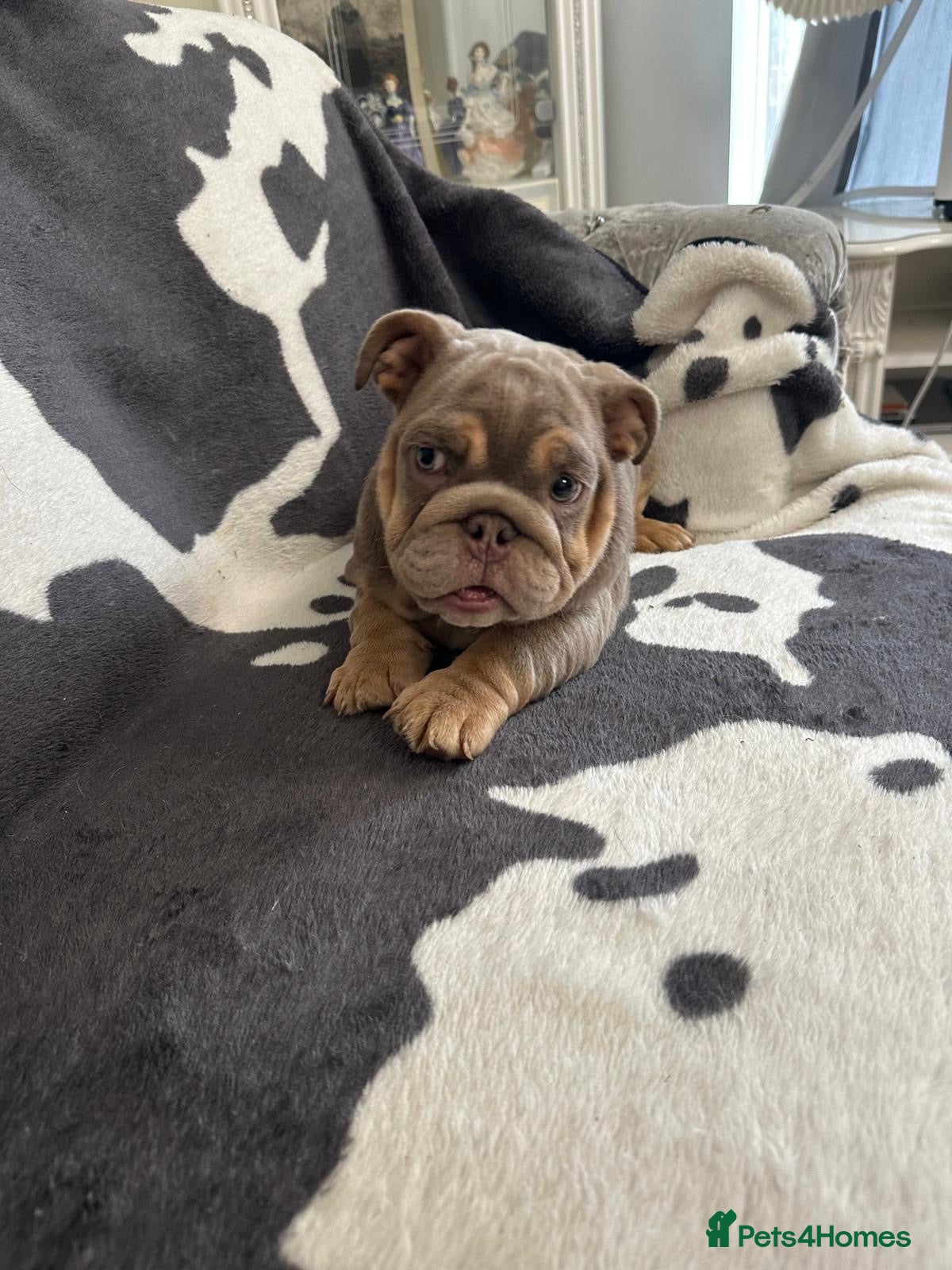 English Bulldog dogs English bulldogs RARE PINK GENE FLUFFY CARRIERS  - Advert 1