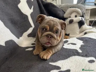 English Bulldog dogs English bulldogs RARE PINK GENE FLUFFY CARRIERS - Advert 1