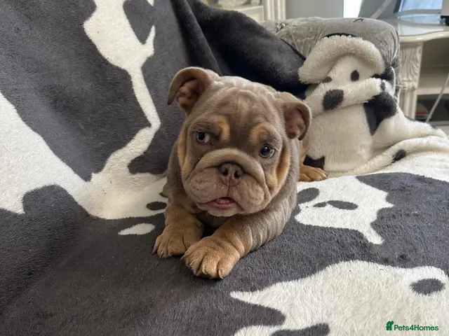 English Bulldog dogs English bulldogs RARE PINK GENE FLUFFY CARRIERS - Advert 2