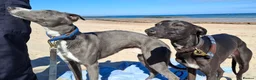 Whippet dogs for stud: Classy Smart Blue Boy 19.5tts.Sportingbred. - Advert 15