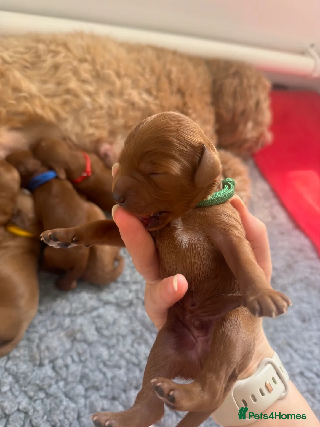 Cavapoo dogs for sale: Beautiful F1b Red Cavapoo Puppies - Advert 2